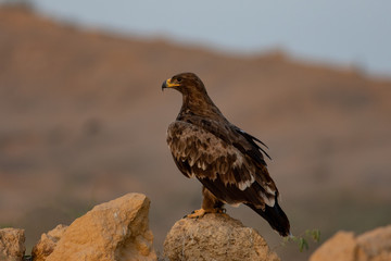 Steppe eagle  sitting on stone in Karachi PAKISTAN 
