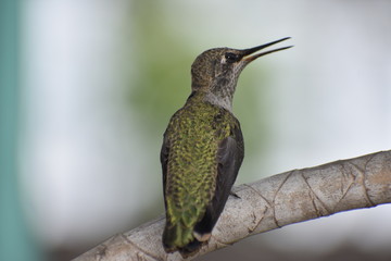 Humming bird