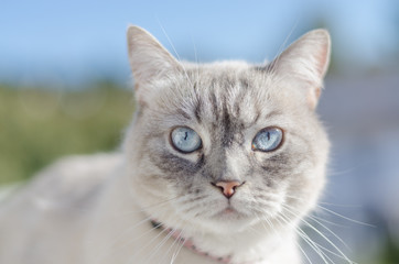 Blue eyes cat frontal portrait