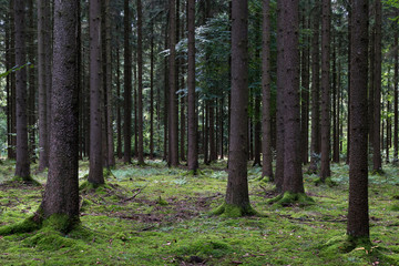 Wald mit moosbedecktem Boden