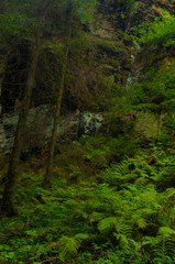 Fototapeta na wymiar Valley Kyjov (Kyjovské údolí) - Bohemian Switzerland National Park