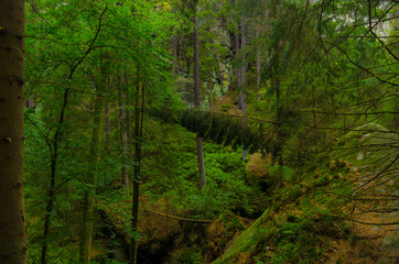 Fototapeta na wymiar Valley Kyjov (Kyjovské údolí) - Bohemian Switzerland National Park