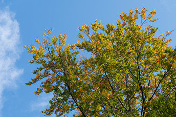 Bunte Baumkrone im Herbst