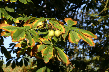 Kastanienblätter im Herbst an einem Baum