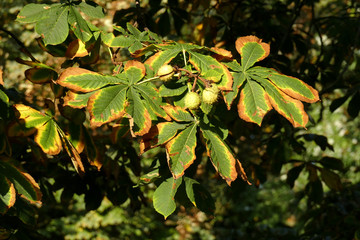 Kastanienblätter im Herbst an einem Baum