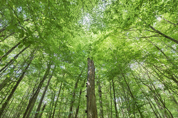 Fototapeta premium forest_deadwood