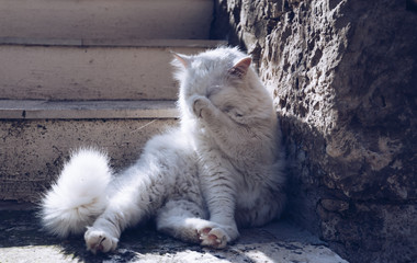 Cute cat washing itself on the street. Cat cleaning himself in the street, under the sun. He is against a nice old stone wall. Street cat being lazy. Cat sitting to clean himself on the wall.