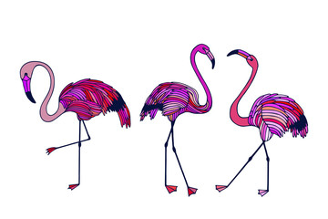 illustration of set flamingo in front of white background.  three flamingos. vector illustration eps10. hand drawing.
