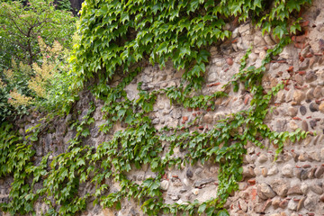 Background. Ivy leaves on old vintage stone wall in springtime in european cozy town