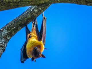 Bat in Yala National Park, Sri Lanka