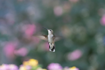 Impressionist Hummingbird