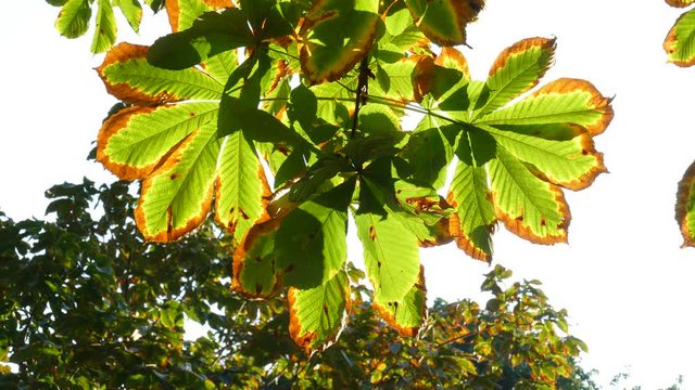 Kastanienbl&auml;tter im Herbst im Gegenlicht an einem Baum