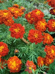 Orange marigold flower in the flower bed.
