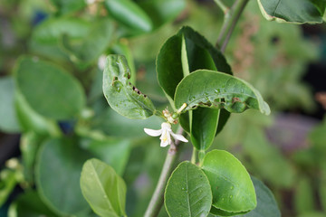 Citrus aurantifolia, closeup flower and fruit with blure leaves.
