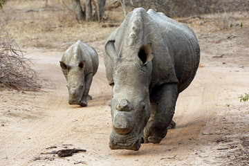 White Rhino (Ceratotherium simum) with Calf, on Dirt Road. Modlito Game Reserve, Kruger Park, South Africa