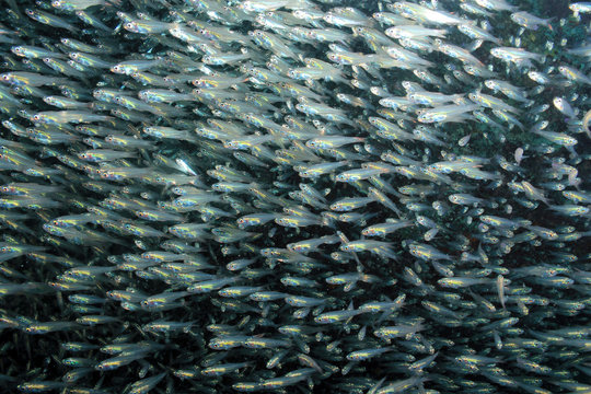 Schooling Yellow Sweepers (Parapriacanthus ransonneti). South Ari Atoll, Maldives