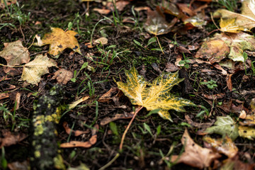 Maple leaf in fall autumn