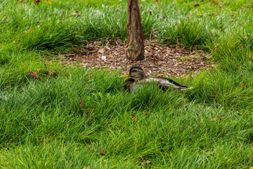 one duck hunkered down in a patch of grass