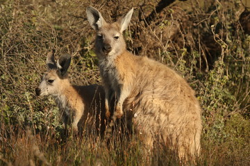 Bergkänguru