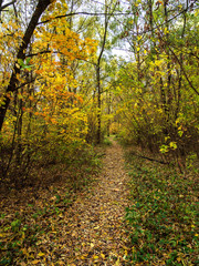 Autumn, Park, bushes.