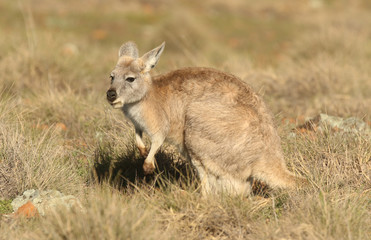 Bergkänguru