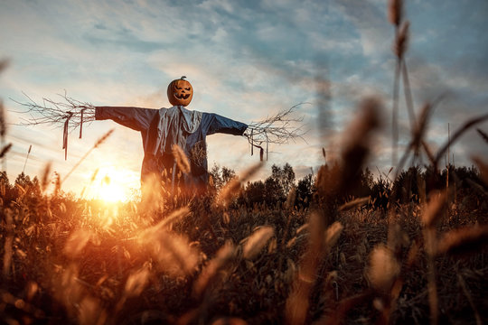 Scary scarecrow with a halloween pumpkin head in a field at sunset. Halloween background, copy space.