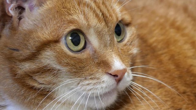 Ginger Big Cat Looking Around. Close Up.