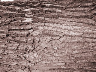 the texture of untreated wood. interior design, furniture, countertops