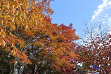 紅葉の絶景