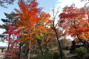 紅葉の絶景