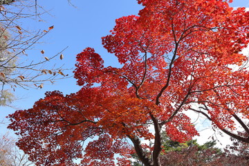 紅葉の絶景