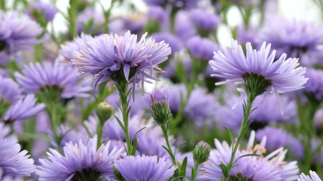 Aster perennial. Purple flower on the flowerbed.