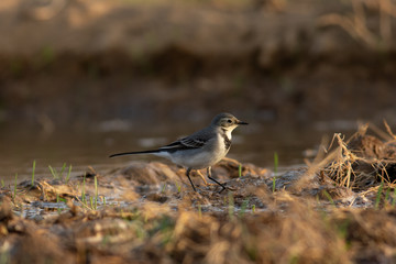White wagtail feeding in the field 