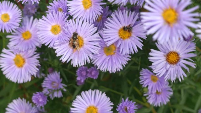 Astra many years. The bee collects pollen and nectar on the flower.