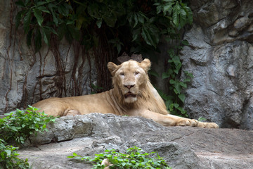 Fototapeta na wymiar Lioness in the zoo