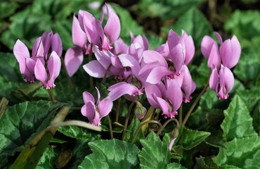 Winter flowering cyclamen macro, Doncaster, 