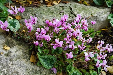 Winter flowering cyclamen in rock garden, Donc