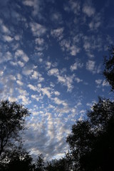 Fototapeta na wymiar Billowy clouds with blue sky and silhouette oak trees at sunrise