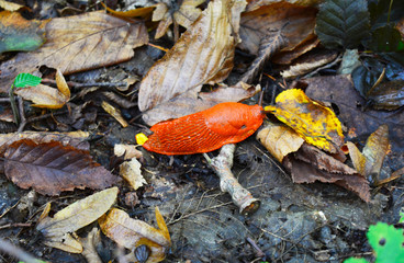 snail without shells on the leaves in the forest © Marcin