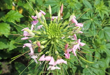 Liliaceae flower closeup in summer time