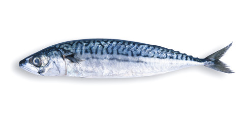 fresh mackerel in white background - obrazy, fototapety, plakaty