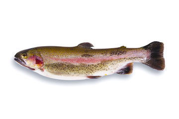 fresh trout in white background
