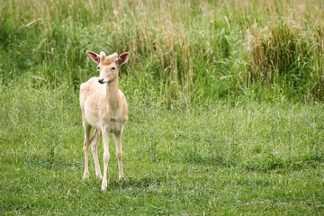 weißes Damwild (Dama dama) auf einer Wiese im Sommer