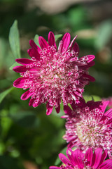 Beautiful pink "Princess" Aster flowers in the garden, autumn flowers in the park. Blooming beauty