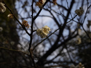 梅の花