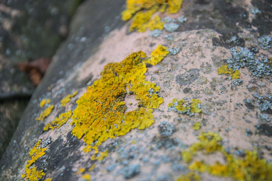 Close-up of roof tiles covered with yellow and gray lichen. Old tiles with lichen moss. Rough structure background. 