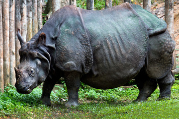 Obraz premium One horned Rhinoceros in Zoo.