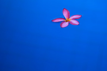 Beautiful Frangipani plumeria in water