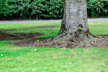 large tree with roots covering the ground, a large tree in the park