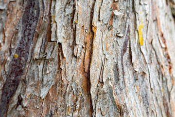 Unusual tree bark close up. With loads of cracks .